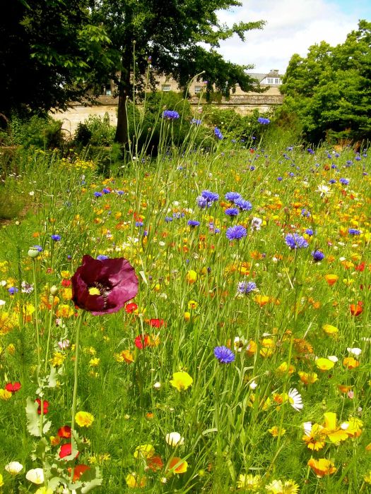 A little California love at the Oxford Botanic Garden