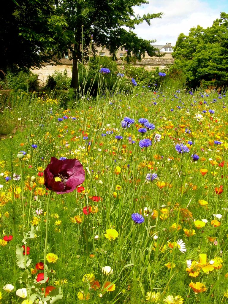 A little California love at the Oxford Botanic Garden